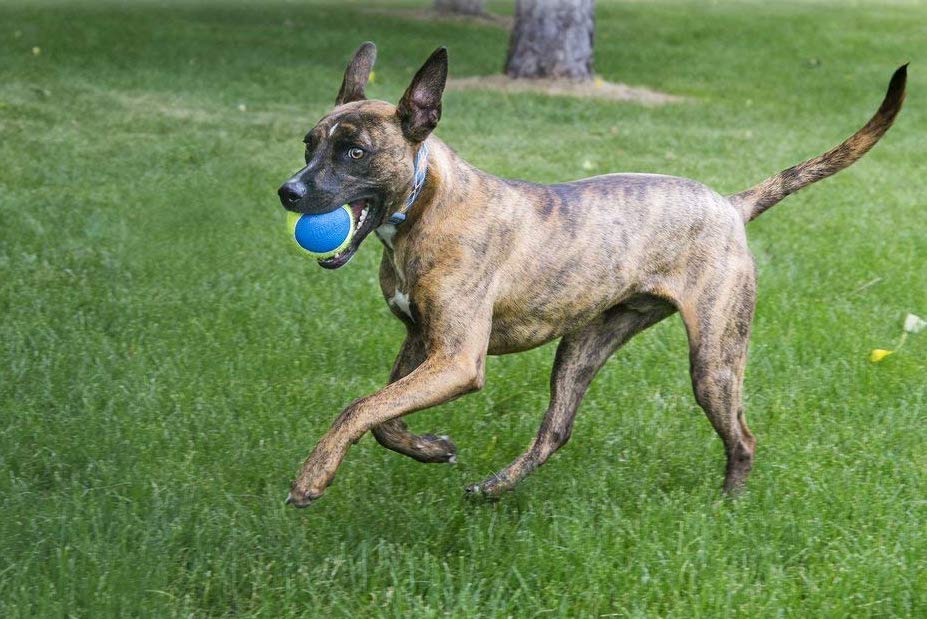 KONG SqueakAir® Ultra Balls Medium – 3 Pack